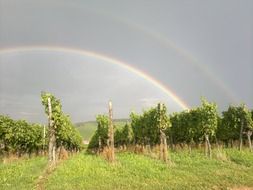 bright rainbow over a vineyard