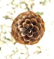 top view of a pine cone