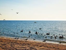 birds on the ocean in the water