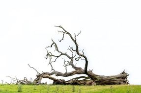 fallen tree on a green meadow