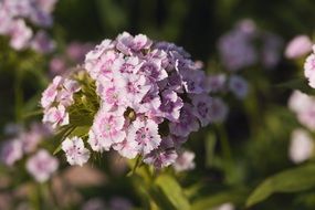 magnificent carnation flower