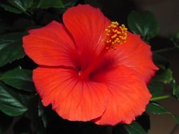 bright red hibiscus close up
