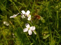 Bombyliidae on white flowers