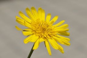 meadows dubius flower close-up