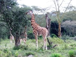 high giraffe among the colorful plants in Kenya