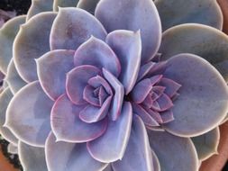 violet succulent in garden closeup