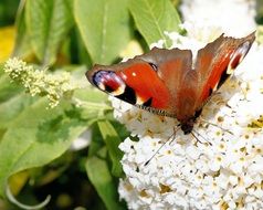 Peacock butterfly on a white flower