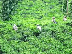 people on tea plantation