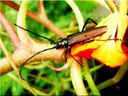 musk beetle in the garden close-up