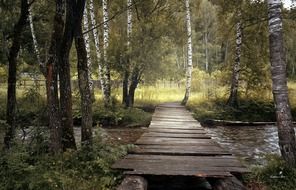 old wooden bridge across water stream in birch forest