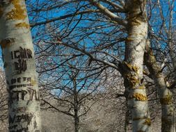 forest trees in late autumn on a sunny day