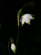 white flowers on a stem on a black background