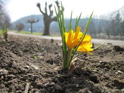 blooming yellow crocus in soil at road