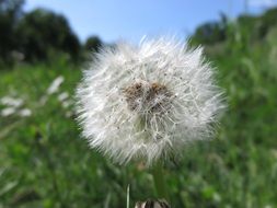 photo of fluffy dandelion