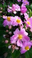 pink flowers with a yellow center on a cactus