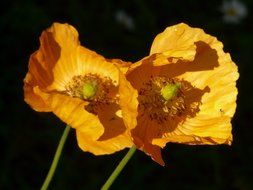 two orange poppies against a dark background