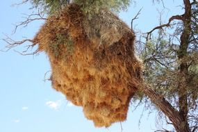 bird s nest in South Africa