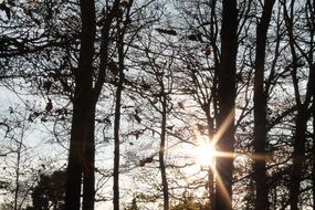 bright sun behind the autumn forest