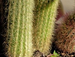 thistly cactus