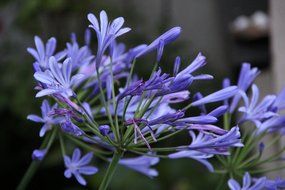 Agapanthus, African Lily blue blossom