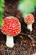 little amanitas grow on the ground