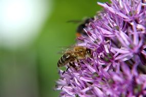 bees in the flower macro