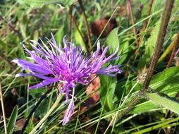 extraordinarily beautiful meadow bloom