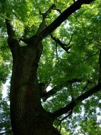 dark wide trunk of green tree