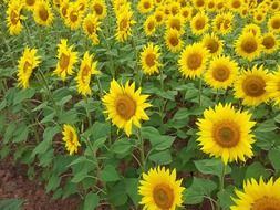 field of weed-free sunflowers