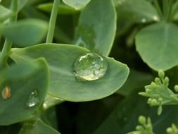 dew drop on green leaf