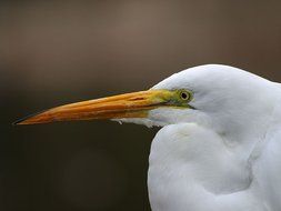 head of a white heron close-up