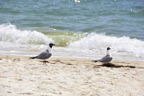 picture of the seagulls are on a beach