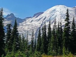 spruce forest at snowy mount rainier, usa, washington