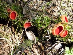 red mushrooms on the forest floor