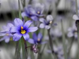 spring blue flowers with a yellow core