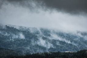 fog in the mountain rain forest