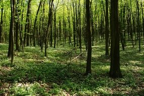 green forest in sunshine