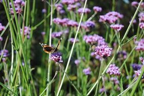 insect among wild violet flowers