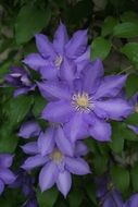 violet clematis flowers in the garden