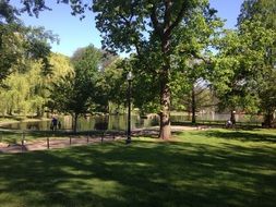 trees by the lake in the park