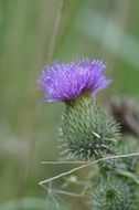 purple thistle flower