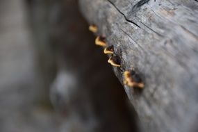 Fomitopsis pinicola, is a stem decay fungus