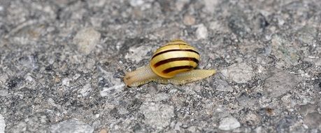 incredible beauty snail