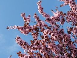 pink prunus flowers at sky