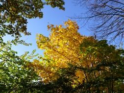 forest at autumn, colorful tree tops at sky