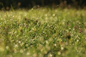 grass in morning dew close-up