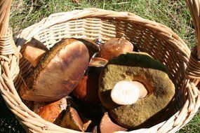mushrooms in the basket