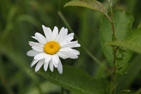 daisy flower closeup on a blurred background