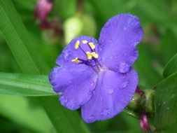 bright blue flower in drops of water close-up