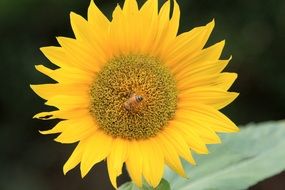 young sunflower on black background